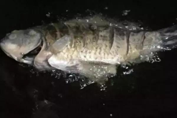 火锅做法大全_经典火锅食谱_清油和牛油哪个好吃